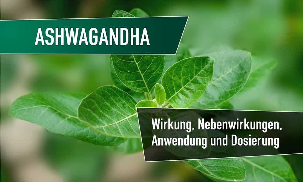 ashwagandha wirkung