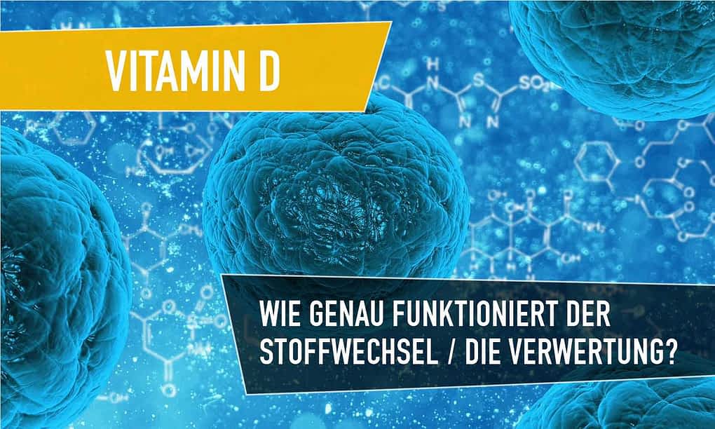 vitamin d stoffwechsel